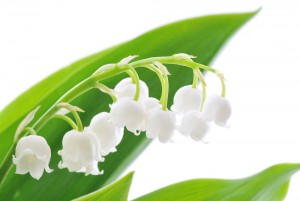 Perce-neige-double-55601-1